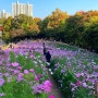 올림픽공원 들꽃마루 코스모스 주차 서울 가을 단풍 명소