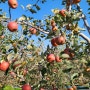 사과수확 터골댁사과농장 가을부사사과 땁니다