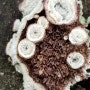 기와옷솔버섯 Trichaptum fuscoviolaceum