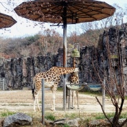 과천 서울대공원 , 가을엔 동물원이죠!, 동물원 입장권, 코끼리 열차