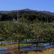 영주사과로 담아내는 영주와인 애플와인 영주 사과와인 맛집