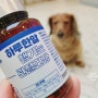 강아지 관절 영양제 하루 한 알로 챙기는 강아지 관절염 건강