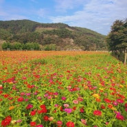 정읍 구절초축제 예쁘고 멋있지만 또 다시 가지 않는 이유