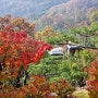 곤지암 아이와 가볼만한곳 화담숲 11월 단풍 근황