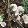 늦가을 11월에 볼 수 있는 야생 식용버섯들