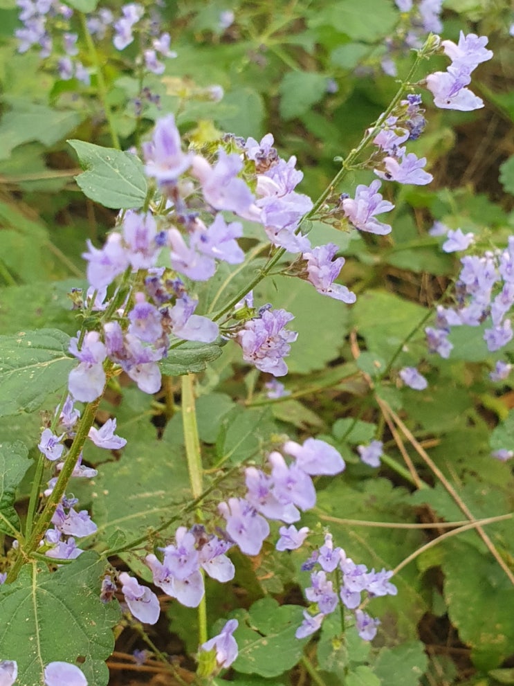 오리방풀(Tailed leaf Isodon) (23.10월) : 네이버 블로그