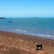 호주 강아지 슈나우저: 브리즈번 맨리 - 선데이 마켓 & 강아지 바닷가