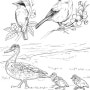 새그림 도안자료 스케치 일러스트 컬러링 색칠공부자료 Bird Sketch