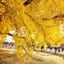 원주 반계리 은행나무.가을의 절정