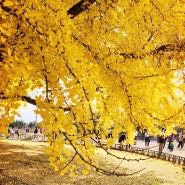 원주 반계리 은행나무.가을의 절정