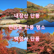 내장산 단풍 / 전라도 단풍 명소 / 내장산 실시간 단풍 /백양사