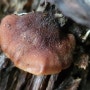 갈색털느타리 Lentinellus ursinus