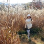 [경남 합천] 억새 축제는 끝났지만 여전히 가을 힐링(인생사진)황매산 군립공원 (주차장)