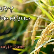 24년 햅쌀 판매 공지 예선아빠농장 백진주쌀