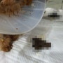 강동구 동물병원 Dr.주 동물병원 강아지 감염성 장염
