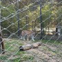 [청주 동물원] 최고로 저렴한데 사자, 호랑이 등 다양한 동물은 다 있는 곳