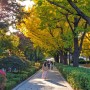 북촌 8경과 서촌을 오가며 가을 나들이, 서울 은행나무 명소 추천