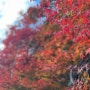 경기도 광주 화담숲에서 가을 단풍 즐기기