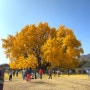 원주 반계리 은행나무 11월 단풍 절정시기 방문, 주차장