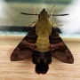 작은검은꼬리박각시(Macroglossum bombylans [Boisduval, 1875])의 한살이와 사육