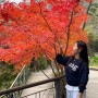 곤지암 화담숲 예약 및 모노레일 구간, 포토존, 단풍놀이 후기 (11월 1일 방문) ♥