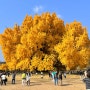 [단풍명소] 원주 반계리 은행나무, 단풍 절정시기 방문🍁(23.11.2)