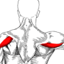 예쁜 어깨모양의 완성을 위한 후면삼각근 운동법!