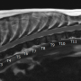 강아지 추간판 척추염(Discospondylitis) MRI 검사를 통한 진단