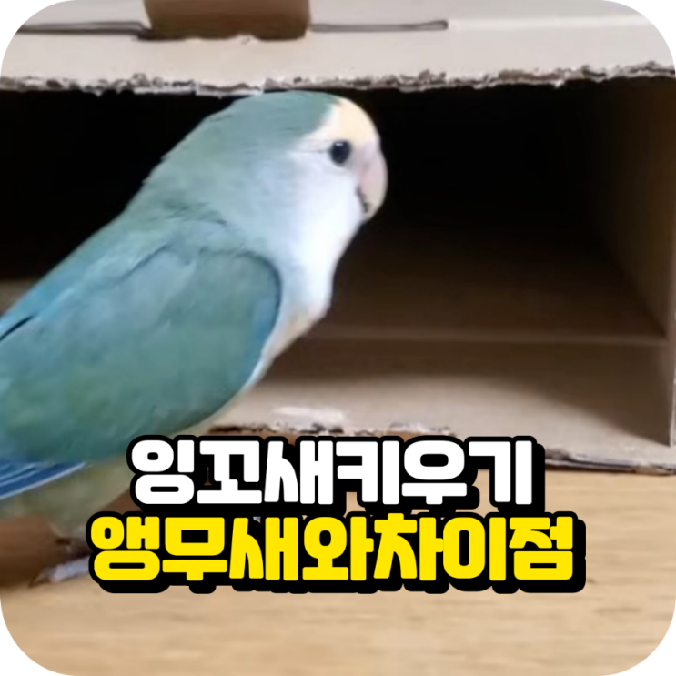 아기 잉꼬새 먹이 및 키우기 앵무새와 차이점 : 네이버 블로그