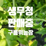 예약중)무청 시래기파는곳 ▶겨울 김장무 구름위농장