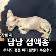 강아지 담낭 점액종 - 루시드동물메디컬센터 수술후기