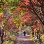 단풍이 아름다운 서리산 산책로