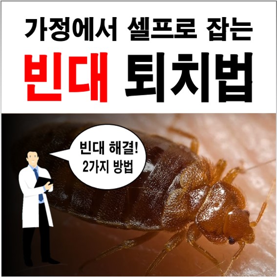 빈대 셀프방역! 걱정되는 빈대 퇴치방법, 죽이는법 : 네이버 블로그