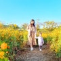아이와 가을 꽃구경, 창릉천 코스모스 축제