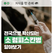 전국으로 확산되는 소 럼피스킨병 알아보기 (Feat. 사람에게 전염 & 백신)