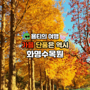 부산 화명수목원 단풍 모든 가을의 색을 담다