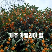 카멜리아힐 소요시간 포토존 동백꽃 11월의 제주 즐기기