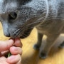 고양이 이빨과자 추천 덴티치카 닭고기맛 기호성 최고