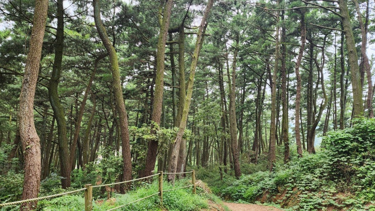 해안가 마을의 수호신 곰솔(해송) : 네이버 블로그