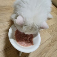 고양이 생식 정글키친 신제품 튜나치킨포켓 급여 후기