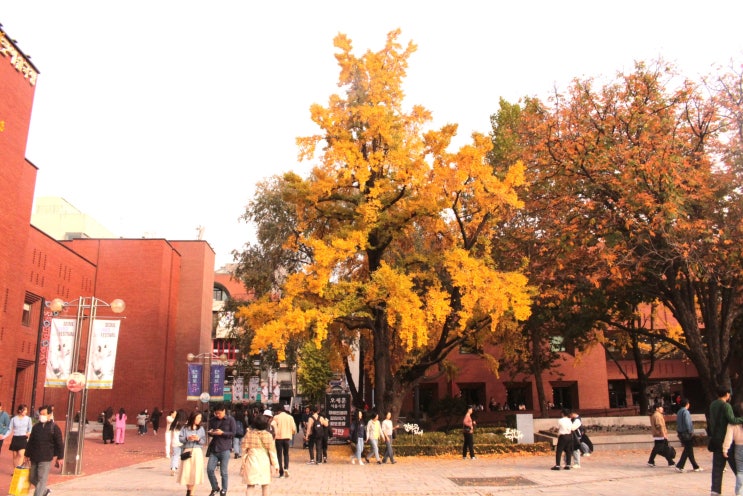 대학로 마로니에공원의 가을... 물든 은행나무가 아름다운 공원