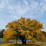 가을 장수동은행나무
