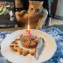 3살 고양이 럭키 생일파티! 고양이 생일파티 준비하기!