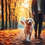 환절기 가을철 강아지 산책 시 주의할 점