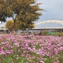 서울 안양천 가을맞이 코스모스 꽃밭