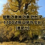 양평 가을에 가볼만한곳 [용문산] 1100년된 은행나무가 있는 곳