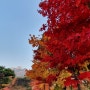 가을 단풍 구경, 가을의 끝자락 가을의 색을 듬뿍 느껴보려고요