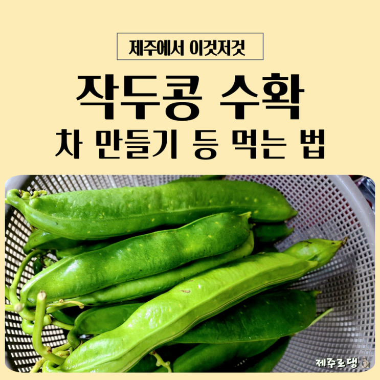 작두콩 수확 시기 및 차 만들기와 먹는 법 : 네이버 블로그