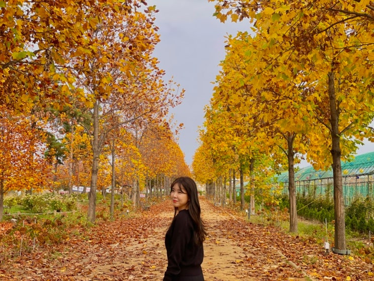 구리한강시민공원 남양주 단풍구경 산책로 자전거 데이트 주차장 가격 : 네이버 블로그