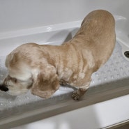 강아지 목욕용품 추천, 강화소소 강아지목욕매트